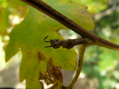 Petits bourgeons pointus dotés de petits fils. Agrandir dans une nouvelle fenêtre (ou onglet)